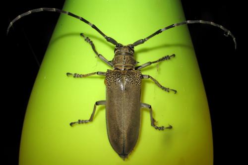 Celosterna sp.